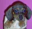 Miniature Dachshund puppies for sale