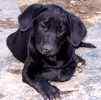 Labrador Retriever puppies for sale 