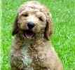 Goldendoodle puppies for sale 