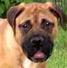 English Mastiff puppies for sale