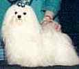 Maltese puppies