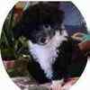 Toy Poodle puppies for sale