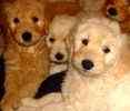 Goldendoodle puppies for sale