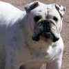 English Bulldog puppies for sale 