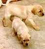 Labrador Retriever puppies for sale 