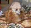 Toy Poodle puppies for sale
