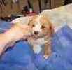 Toy Poodle puppies for sale