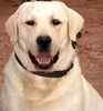 Labrador Retriever puppies for sale 