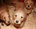 Goldendoodle puppies for sale 
