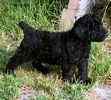 Poodle puppies for sale 