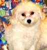 Maltipoo puppies for sale 