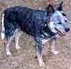 Australian Cattle Dog (Blue Heeler) puppies for sale