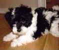 Maltipoo puppies for sale 
