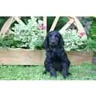 Standard Poodle puppies