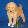Goldendoodle puppies for sale
