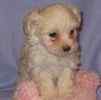 Maltipoo puppies for sale 