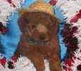 Toy Poodle puppies for sale