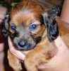 Dachshund puppies for sale