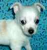 Chihuahua puppies