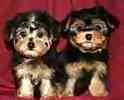 yorkiepoo puppies for sale