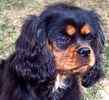 Cavalier King Charles Spaniel puppies for sale