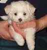 Maltese puppies