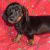 Dachshund puppies for sale