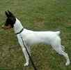 Toy Fox Terrier puppies for sale