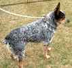 Australian Cattle dog (Blue Heeler) puppies for sale