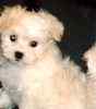 Maltipoo puppies for sale 