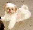 Shih Tzu puppies for sale 