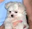 Maltese puppies