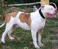 American Bulldog puppies for sale 