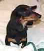 Dachshund puppies for sale