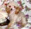 Toy Poodle puppies for sale 
