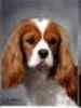 Cavalier King Charles Spaniel puppies for sale