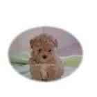 Maltepoo puppies for sale