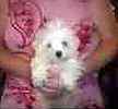 Maltese puppies