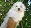 Maltese puppies