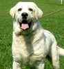Labrador Retriever puppies for sale 