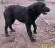 Labrador Retriever puppies for sale 