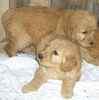 Goldendoodle puppies for sale