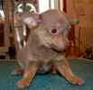 Chihuahua puppies for sale