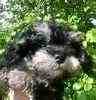 Maltipoo puppies for sale 