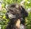 Toy Poodle puppies for sale