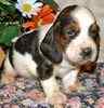 Dachshund puppies for sale