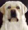 Labrador Retriever puppies for sale 