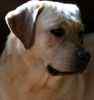 Labrador Retriever puppies for sale