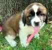St. Bernard puppies for sale 