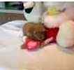 Toy Poodle puppies for sale